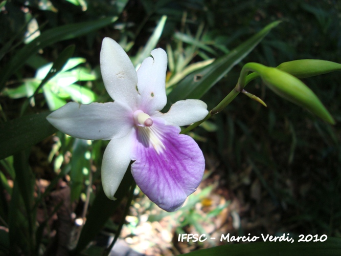 Miltonia regnellii