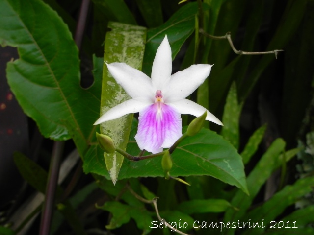 Miltonia regnellii