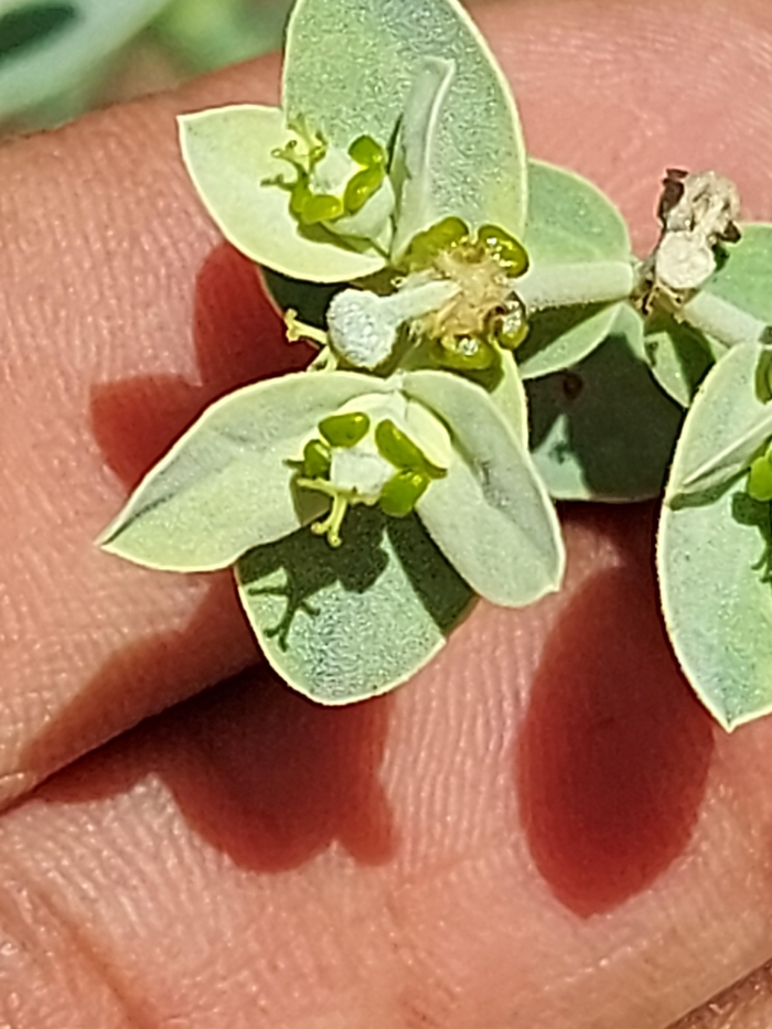 Euphorbia papillosa