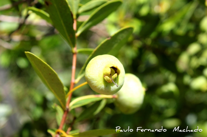 Campomanesia aurea hatschbachii