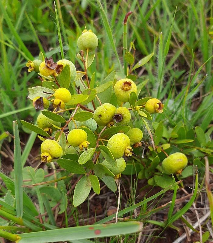 Campomanesia aurea hatschbachii