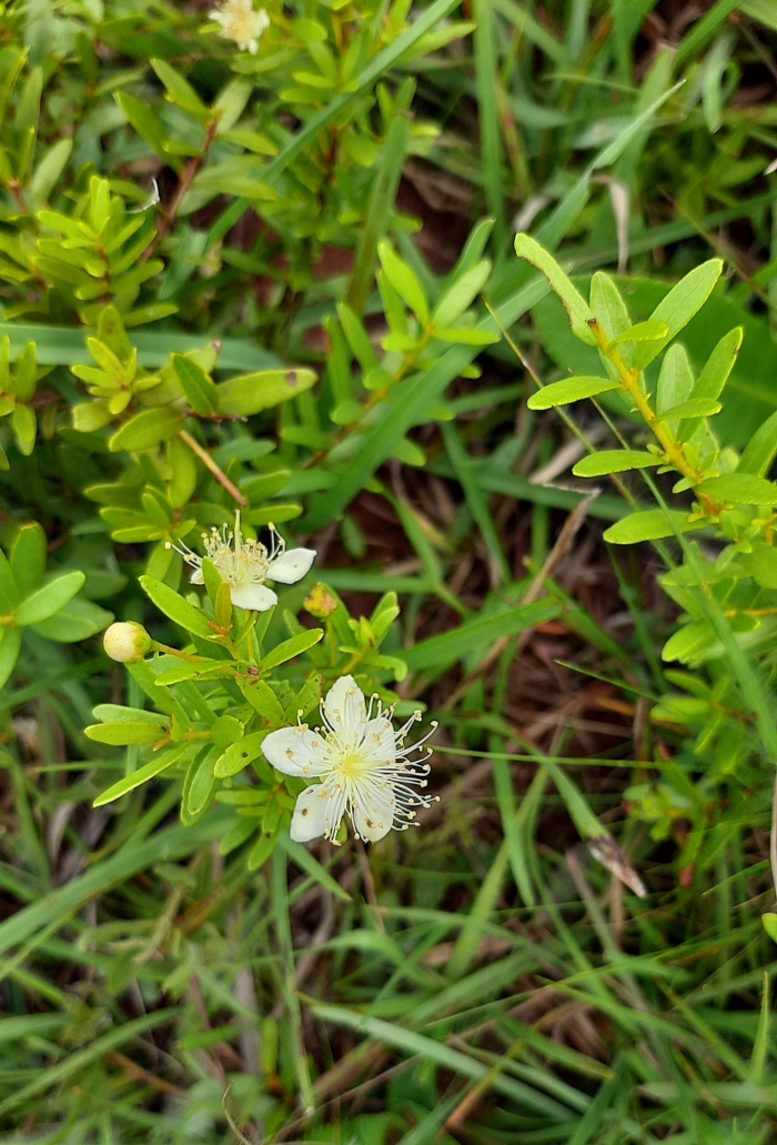 Campomanesia aurea hatschbachii