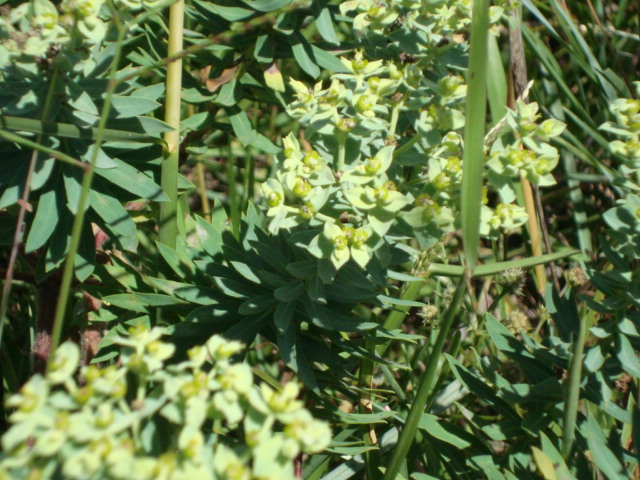 Euphorbia papillosa