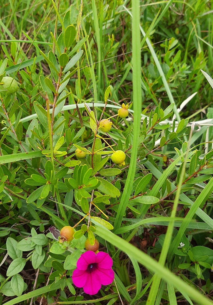 Campomanesia aurea hatschbachii