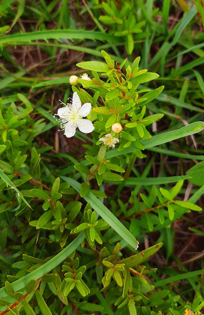 Campomanesia aurea hatschbachii