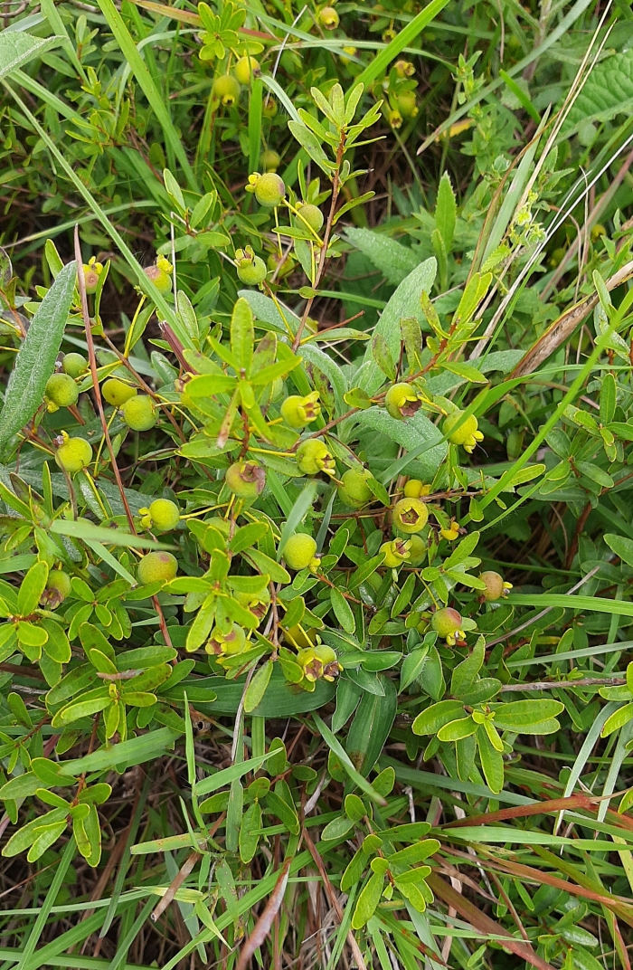 Campomanesia aurea hatschbachii