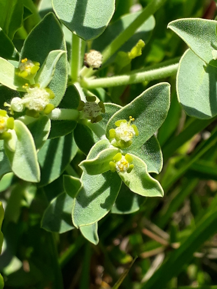 Euphorbia papillosa