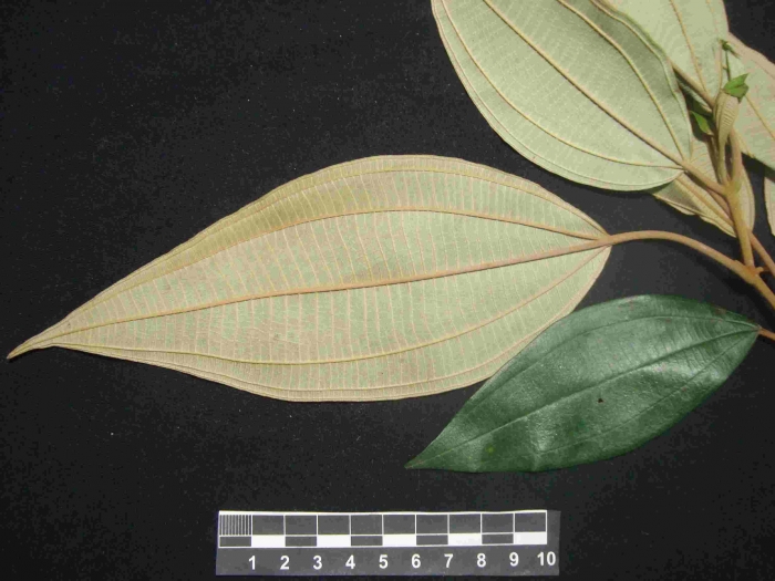 Miconia dodecandra
