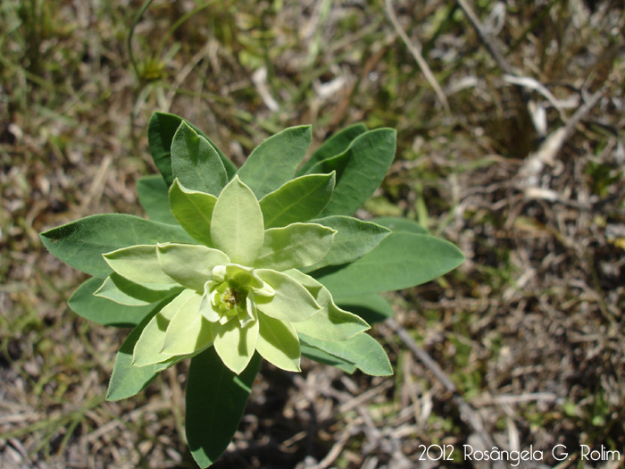 Euphorbia papillosa