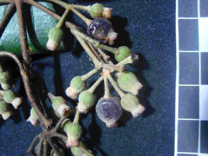 Miconia dodecandra