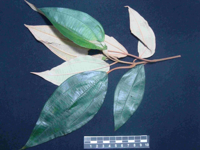 Miconia dodecandra