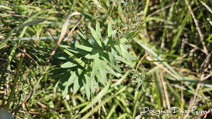 Euphorbia papillosa
