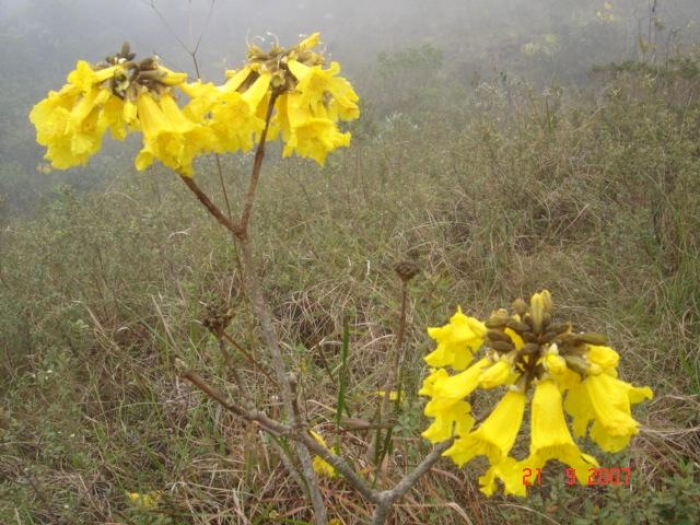 Handroanthus catarinensis