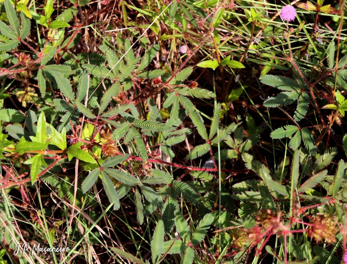 Mimosa pudica