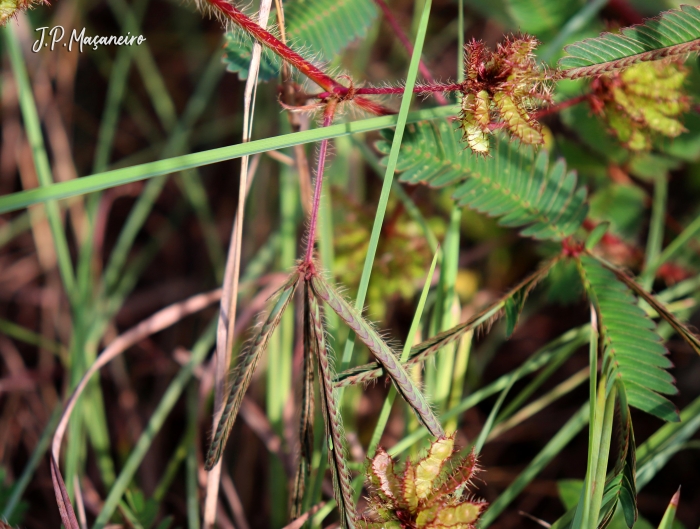 Mimosa pudica