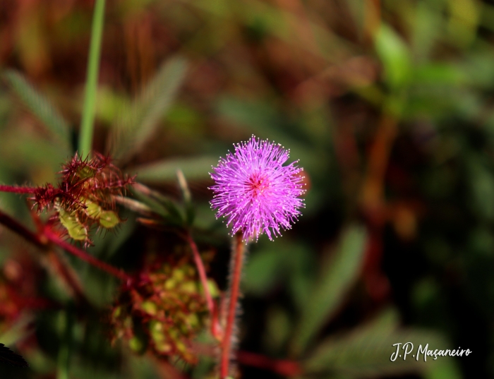 Mimosa pudica