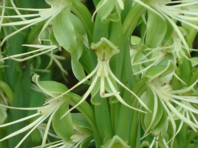 Habenaria macronectar