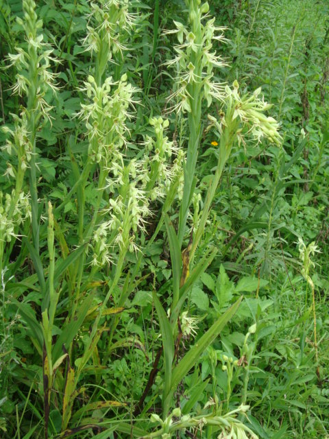 Habenaria macronectar