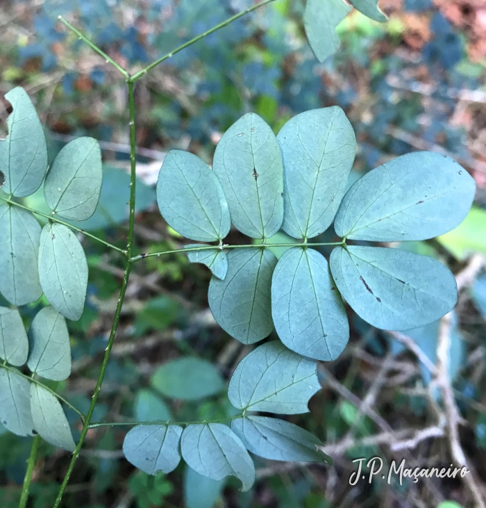 Mimosa ceratonia var. pseudo-obovata