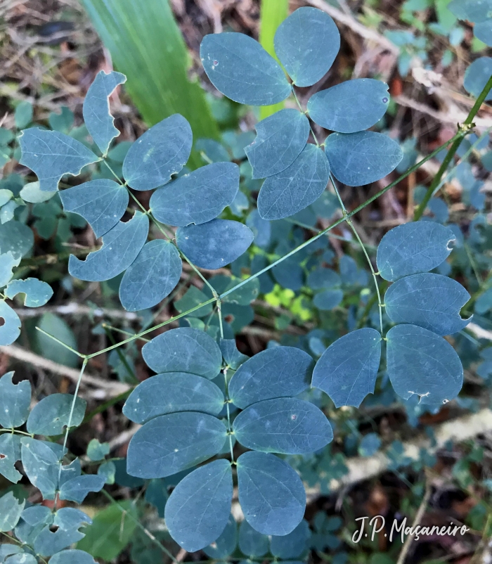 Mimosa ceratonia var. pseudo-obovata
