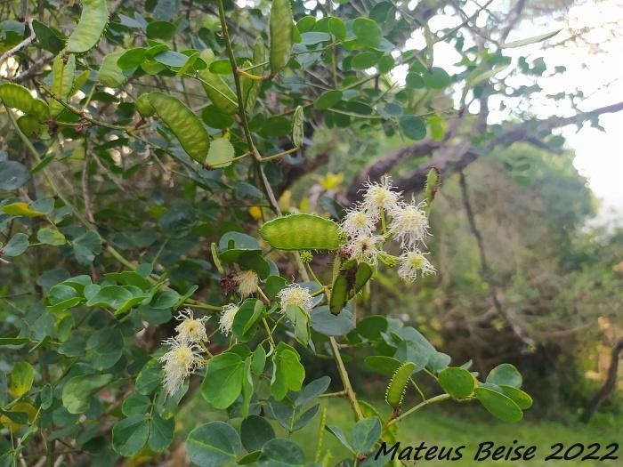 Mimosa ceratonia var. pseudo-obovata