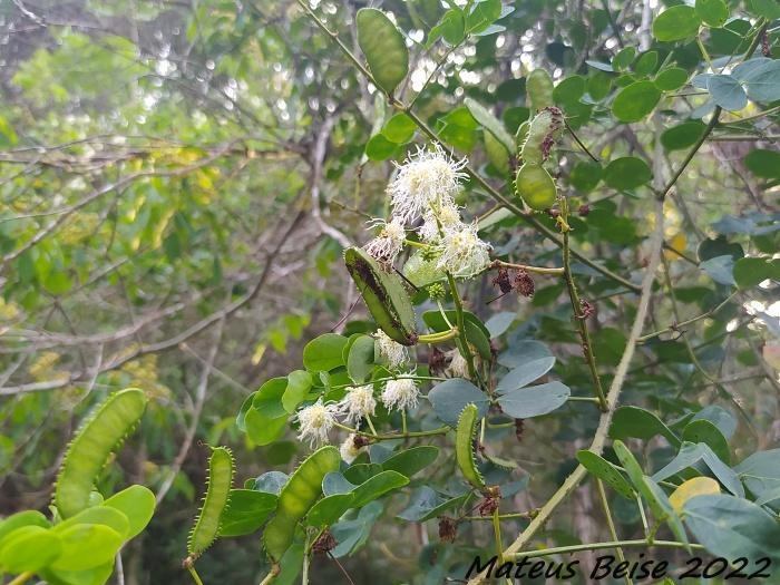 Mimosa ceratonia var. pseudo-obovata