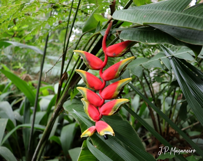 Heliconia rostrata