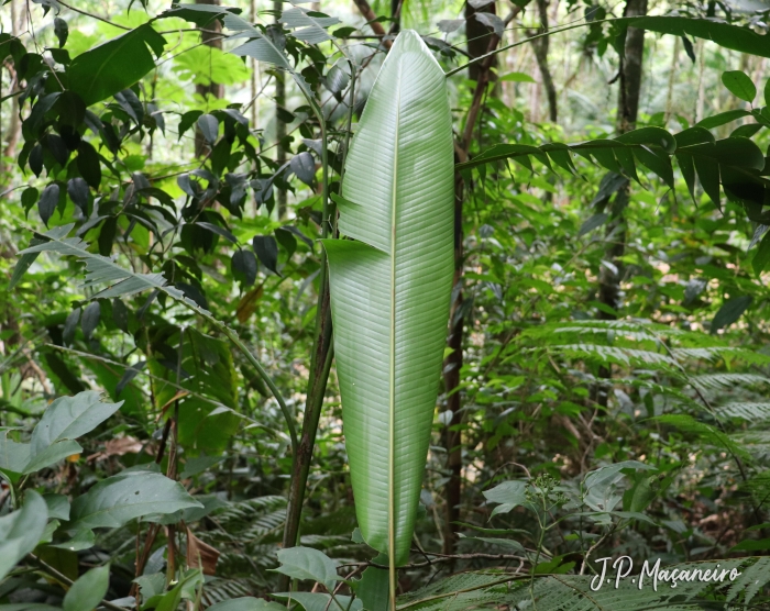 Heliconia rostrata