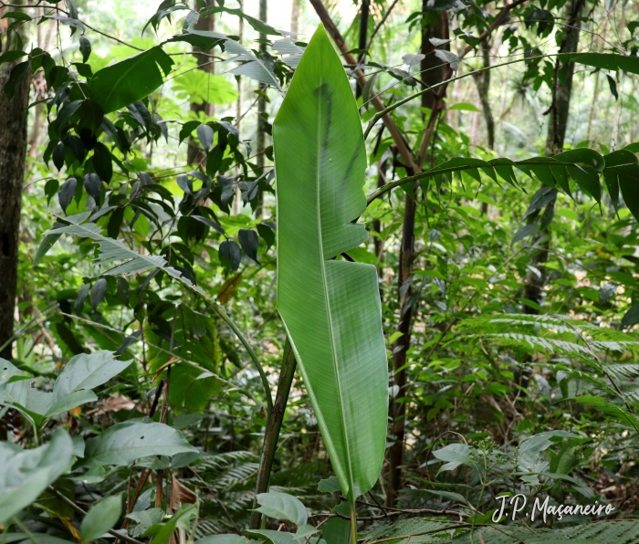 Heliconia rostrata