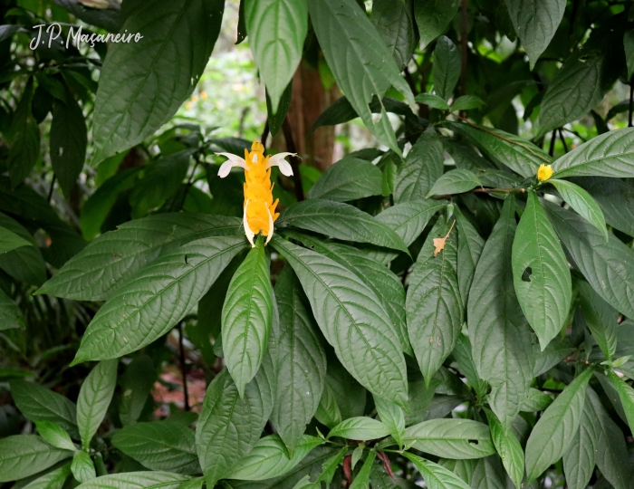 Pachystachys lutea