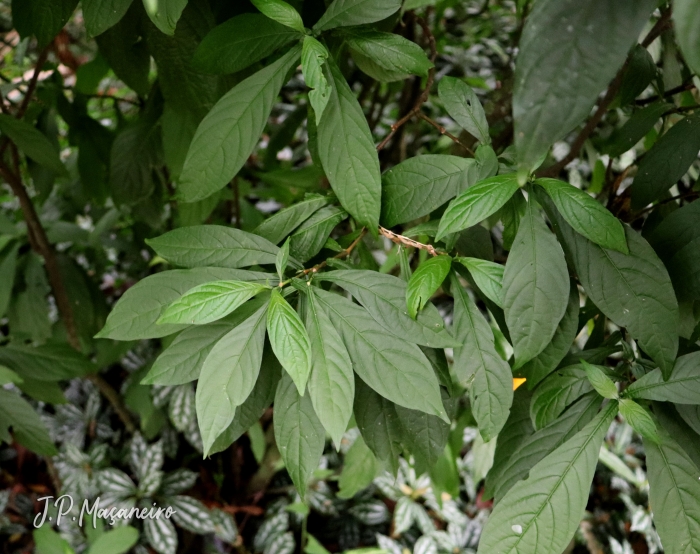 Pachystachys lutea