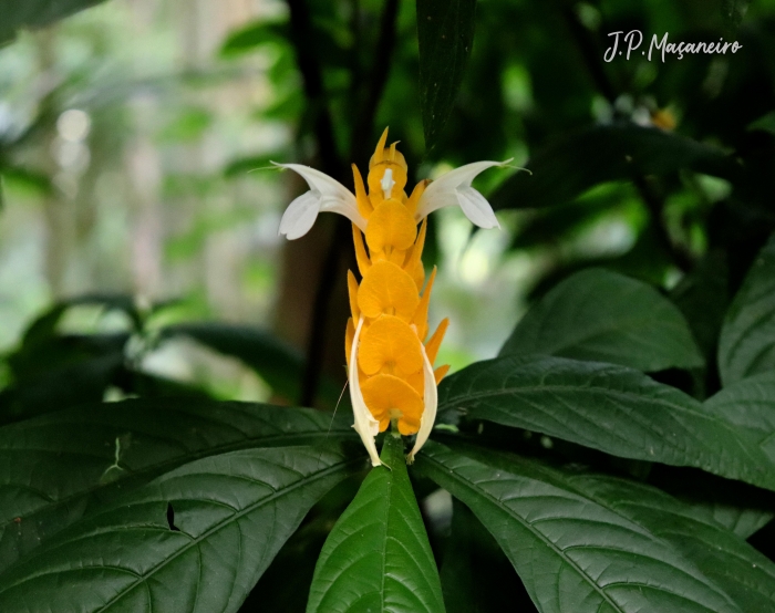 Pachystachys lutea