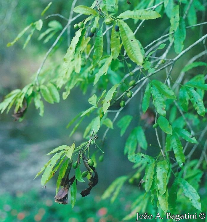 Trichilia claussenii