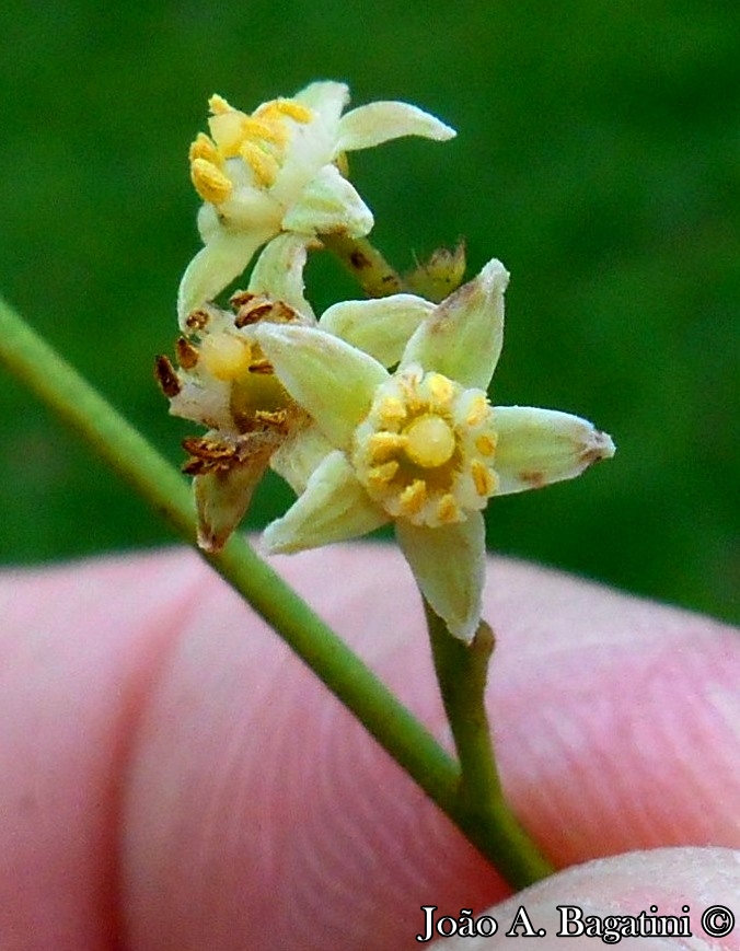 Trichilia claussenii