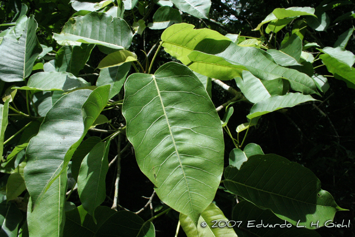 Ficus citrifolia