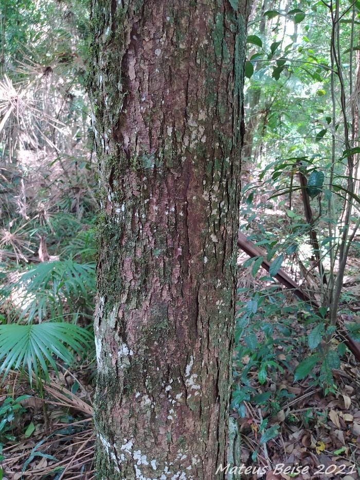 Calyptranthes grandifolia