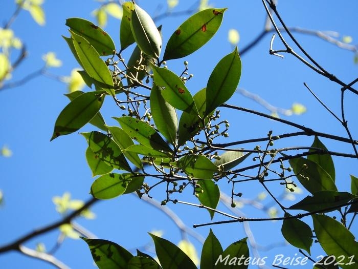 Calyptranthes grandifolia