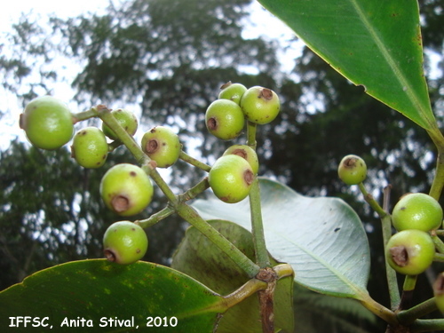 Calyptranthes grandifolia