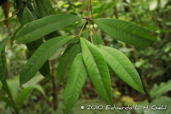 Calyptranthes grandifolia