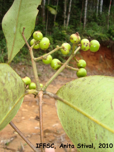 Calyptranthes grandifolia