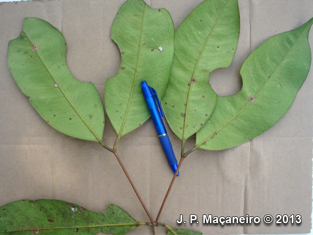 Myrcia loranthifolia