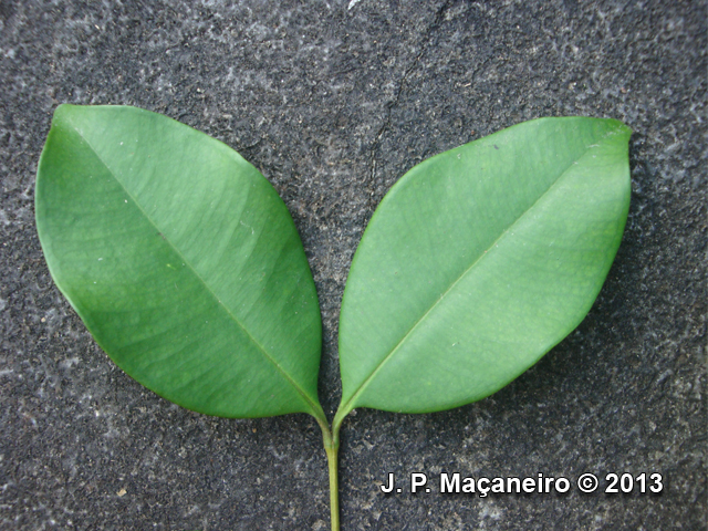 Myrcia neolucida