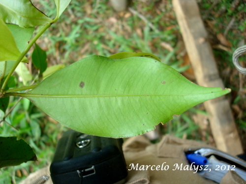 Calyptranthes lucida