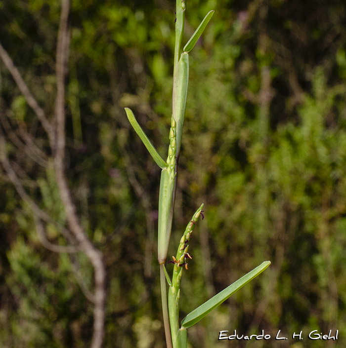 Stenotaphrum secundatum