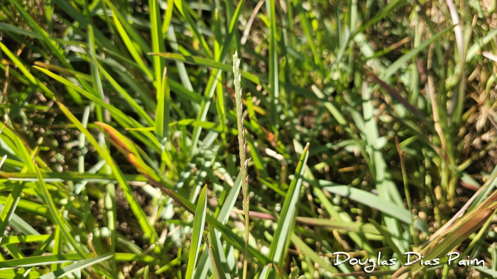 Stenotaphrum secundatum
