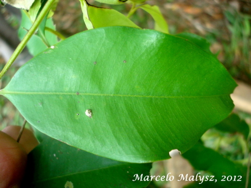 Calyptranthes lucida