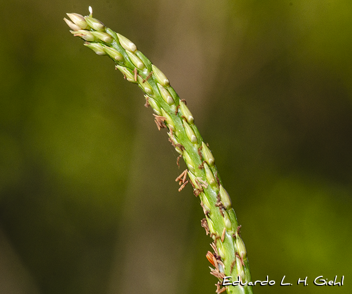 Stenotaphrum secundatum