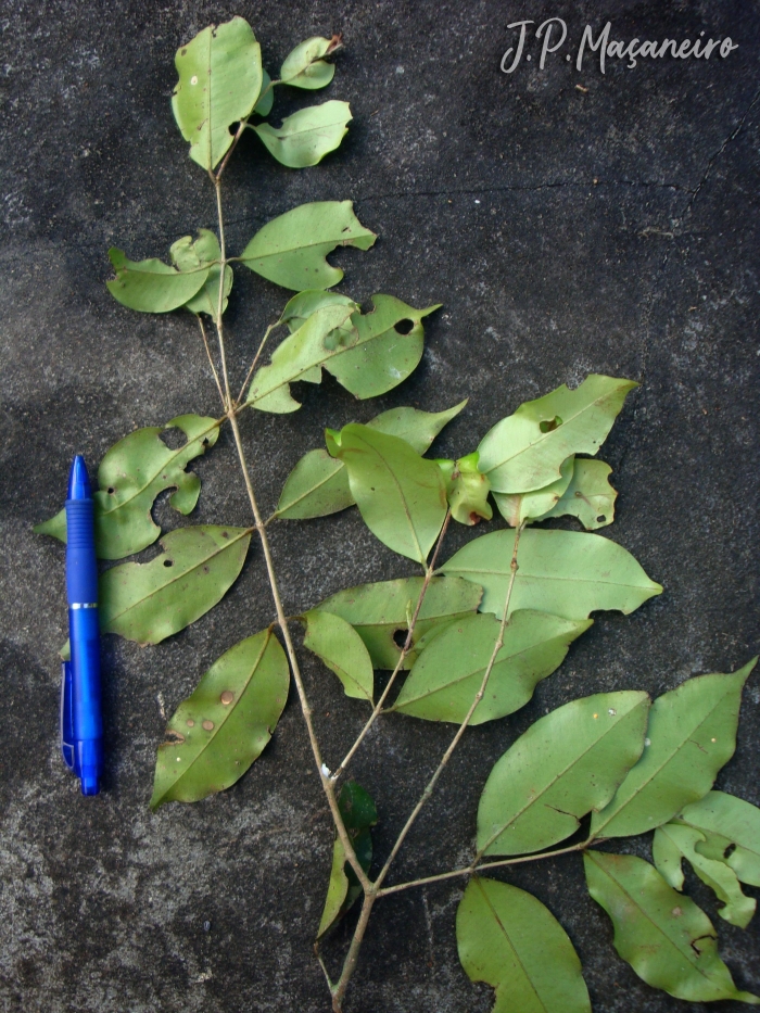 Myrcia neolucida