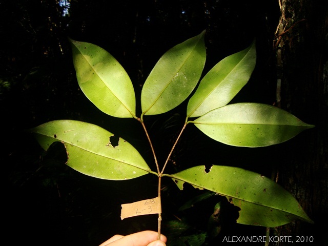 Calyptranthes lucida