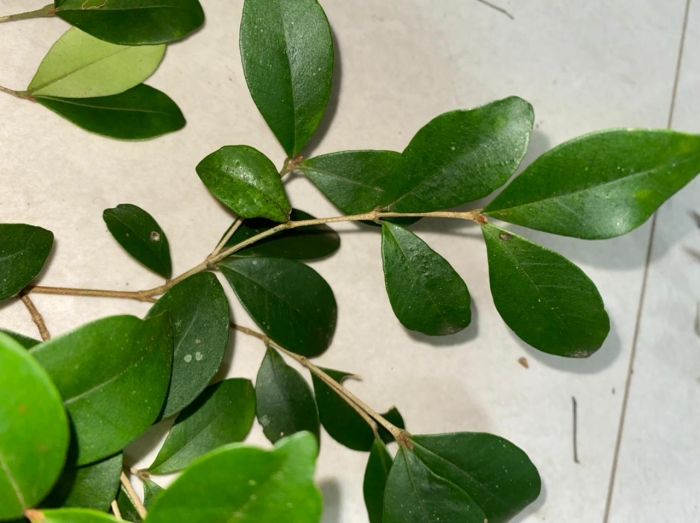 Calyptranthes pileata
